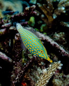 First sighting for me of the Longnose Filefish in the Sol... by Norm Vexler 